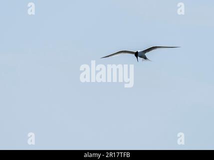Sandwich Tern, Thalasseus sandvicensis in Hodbarrow, Millom, Cumbria, Großbritannien. Stockfoto