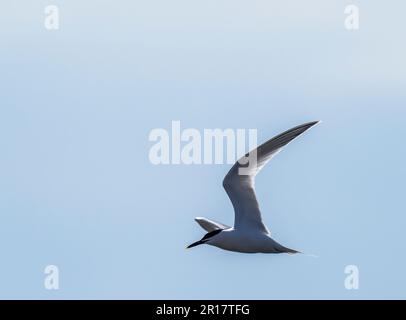 Sandwich Tern, Thalasseus sandvicensis in Hodbarrow, Millom, Cumbria, Großbritannien. Stockfoto