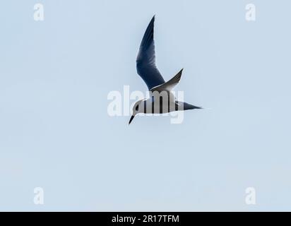 Sandwich Tern, Thalasseus sandvicensis in Hodbarrow, Millom, Cumbria, Großbritannien. Stockfoto