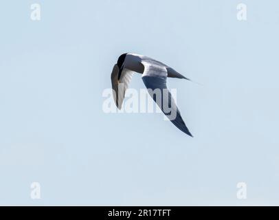 Sandwich Tern, Thalasseus sandvicensis in Hodbarrow, Millom, Cumbria, Großbritannien. Stockfoto