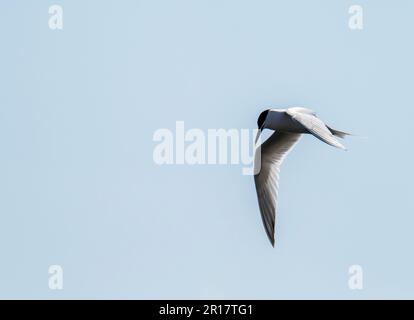 Sandwich Tern, Thalasseus sandvicensis in Hodbarrow, Millom, Cumbria, Großbritannien. Stockfoto