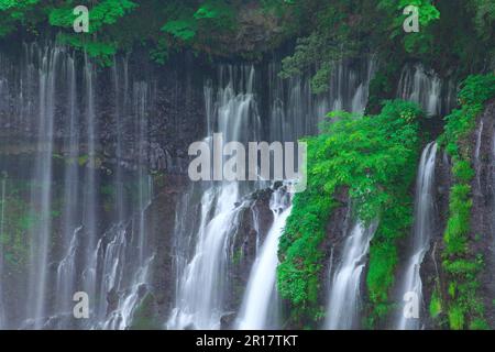 Shiraito Falls in frischem Grün Stockfoto