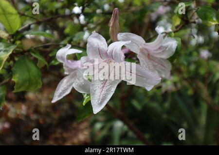 Blühende Orchideen in einem tropischen Garten Stockfoto