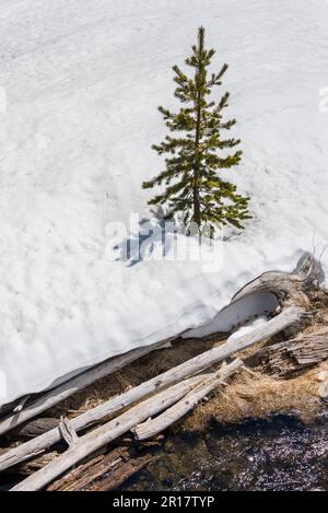 Kleiner und einsamer Kiefernbaum auf einem Boden, der vollständig mit sn bedeckt ist Stockfoto