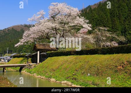 Ichijodani Asakura Ruinen und Kirschblüten Stockfoto