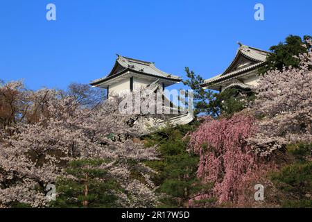 Ishikawa-Mon Tor und Kirschblüten Stockfoto