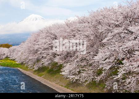 Kirschblüten und Berg Fuji Stockfoto