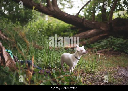 Süßer kleiner weißer Hund auf natürlichem Campingausflug an Waldbäumen Stockfoto