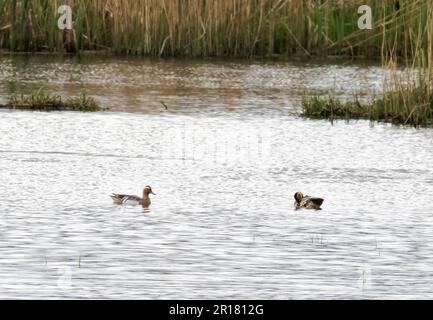 Ein männlicher Garganey, Spatula querquedula in einem Feuchtgebiet im Lyth Valley, Cumbria, Großbritannien. Stockfoto