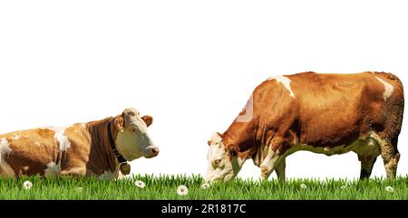 Zwei braune und weiße Milchkuh auf einer grünen Weide mit Gänseblümchen, isoliert auf weißem Hintergrund und Kopierbereich. Fotografie. Stockfoto