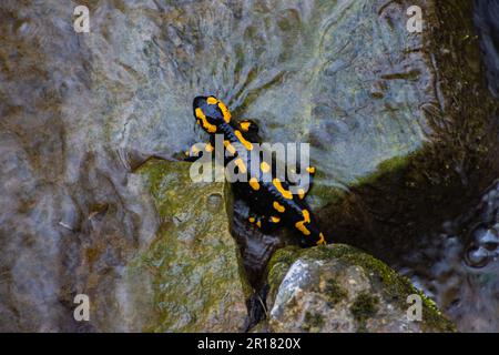 Feuern Sie Salamander auf einem Felsen in einem Fluss von Wasser Stockfoto