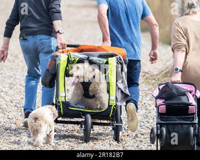 Leute, die einen Hund in einem Liegestuhl über einen Kieselstrand in Weybourne, Norfolk, Großbritannien, schleppen. Stockfoto