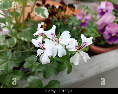 Weiße Topfblume. Weißer Blumenhintergrund, selektiver Fokus. Stockfoto