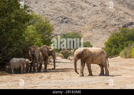 Elefantenfamilie (Loxodonat africana), Spaziergang durch die Wüste, Savanne. Sie überqueren das trockene Hoanib-Flussbett. Hoanib River, Damaraland, Namibia Stockfoto