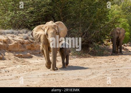 Elefantenfamilie (Loxodonat africana), Spaziergang durch die Wüste, Savanne. Ich gehe auf die Kamera zu. Hoanib River, Damaraland, Namibia Stockfoto