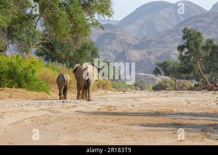 Elefantenfamilie (Loxodonat africana), Spaziergang durch die Wüste, Savanne. Sie überqueren das trockene Hoanib-Flussbett. Hoanib River, Damaraland, Namibia Stockfoto