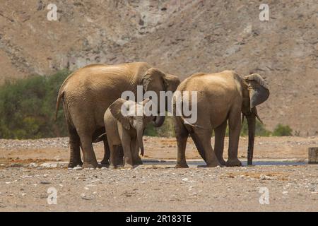 Elefantenfamilie (Loxodonat africana), Spaziergang durch die Wüste, Savanne. Sie überqueren das trockene Hoanib-Flussbett. Hoanib River, Damaraland, Namibia Stockfoto