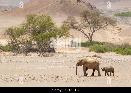 Elefantenfamilie (Loxodonat africana), Spaziergang durch die Wüste, Savanne. Sie überqueren das trockene Hoanib-Flussbett. Hoanib River, Damaraland, Namibia Stockfoto