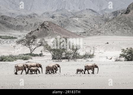 Elefantenfamilie (Loxodonat africana), Spaziergang durch die Wüste, Savanne. Sie überqueren das trockene Hoanib-Flussbett. Hoanib River, Damaraland, Namibia Stockfoto