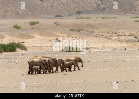 Elefantenfamilie (Loxodonat africana), Spaziergang durch die Wüste, Savanne. Sie überqueren das trockene Hoanib-Flussbett. Hoanib River, Damaraland, Namibia Stockfoto