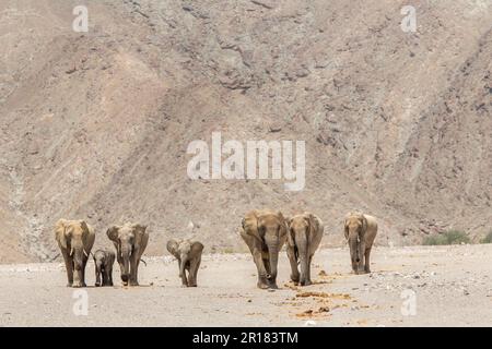 Elefantenfamilie (Loxodonat africana), Spaziergang durch die Wüste, Savanne. Ich gehe auf die Kamera zu. Hoanib River, Damaraland, Namibia Stockfoto