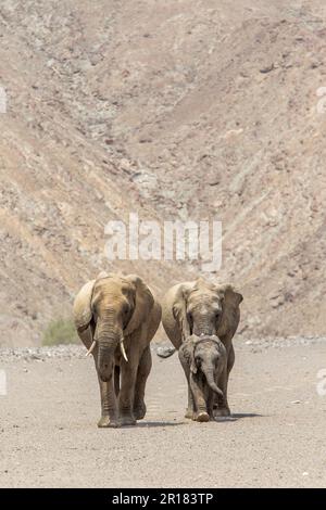 Elefantenfamilie (Loxodonat africana), Spaziergang durch die Wüste, Savanne. Ich gehe auf die Kamera zu. Hoanib River, Damaraland, Namibia Stockfoto