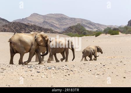 Elefantenfamilie (Loxodonat africana), Spaziergang durch die Wüste, Savanne. Sie überqueren das trockene Hoanib-Flussbett. Hoanib River, Damaraland, Namibia Stockfoto