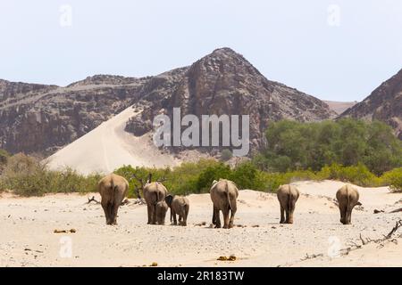 Elefantenfamilie (Loxodonat africana), Spaziergang durch die Wüste, Savanne. Sie überqueren das trockene Hoanib-Flussbett. Hoanib River, Damaraland, Namibia Stockfoto