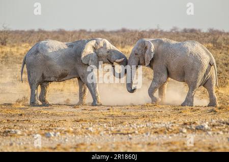 2 Elefantenbullen kämpfen in der Savana. Zwei afrikanische Elefanten stoßen Kopf an Kopf. Staub in der Luft. Etosha-Nationalpark, Namibia, Afrika Stockfoto