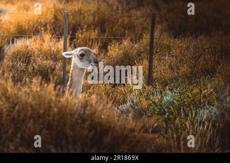 Ein lächelndes Guanaco, das in einem hohen Grasfeld neben einem weißen Lattenzaun steht Stockfoto