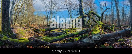 Saftig grüne moosige Baumstämme mit gelb leuchtenden Baumpilzen in einem Wald tagsüber Stockfoto