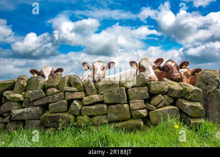 Shorthorn-Kühe blicken über eine Steinmauer, Derbyshire. Stockfoto