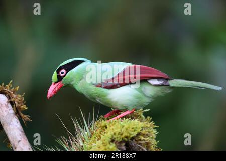 Borneanische grüne Elster (Cissa jefferyi) in Sabah, Borneo, Malaysia Stockfoto