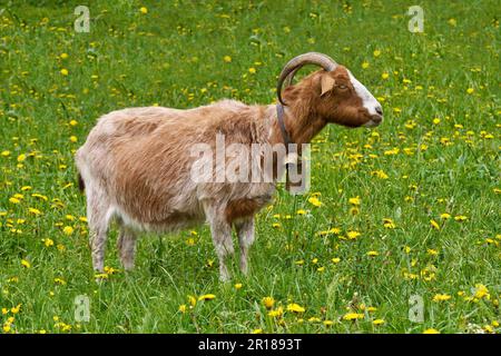 Stehende, braun-weiße, melierte Ziege mit gebogenen Hörnern auf einer blühenden Wiese Stockfoto