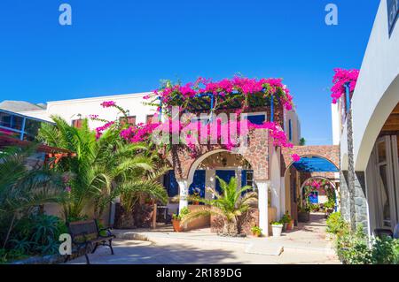 Malerische Terrasse mit blühender rosafarbener Bougainvillea Pflanze, tiefblauem Himmel und gewölbten Dächern - Kamari Dorf Santorini Insel, Griechenland Stockfoto