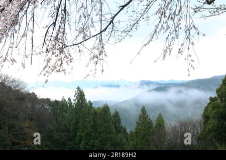 Eine Linie von Bergen nach Regen, die auf einen Zweig von Sakuraflumen blickt Stockfoto