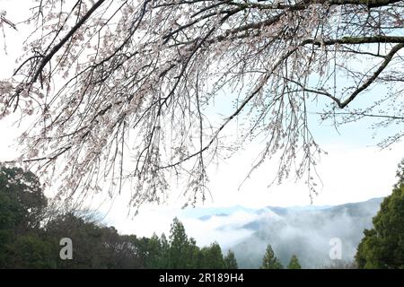 Eine Linie von Bergen nach Regen, die auf einen Zweig von Sakuraflumen blickt Stockfoto