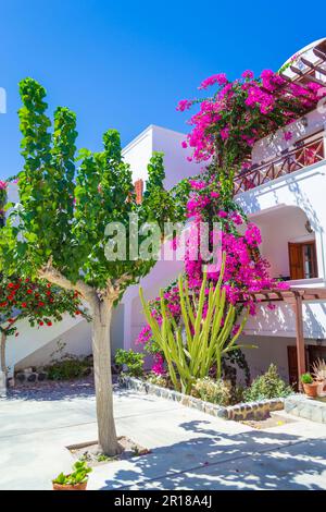 Malerische Terrasse mit blühender rosafarbener Bougainvillea-Pflanze, tiefblauem Himmel und gewölbten Dächern - typischer Blick von der Ostküste von Santorin, Griechenland Stockfoto