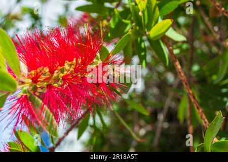 Honigbiene auf einer Flaschenbürste Blume, Callistemon Rigidus (steife Flaschenbürste) im Dorf Kamari, Insel Santorini, Griechenland. Buschig, aufrechter immergrüner Strauch Stockfoto