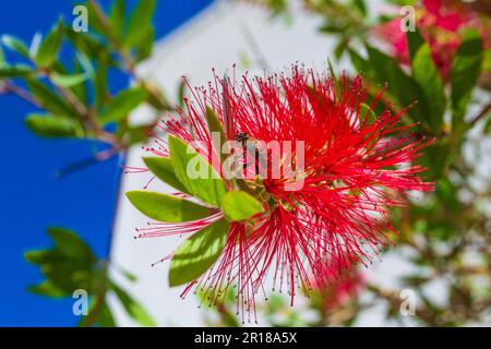 Honigbiene auf einer Flaschenbürste Blume, Callistemon Rigidus (steife Flaschenbürste) im Dorf Kamari, Insel Santorini, Griechenland. Buschig, aufrechter immergrüner Strauch Stockfoto
