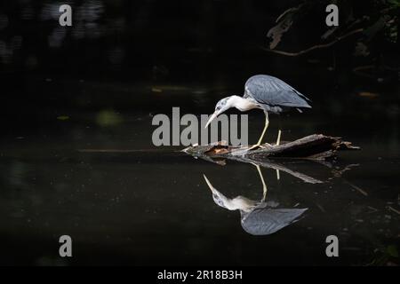 Ein von vorne beleuchteter Rattenreiher oder Rattenreiter und Reflexion steht auf einem teilweise untergetauchten Holzstamm auf einem sumpfigen Wasserloch in Port Douglas, QLD, Australien, bewegungslos. Stockfoto