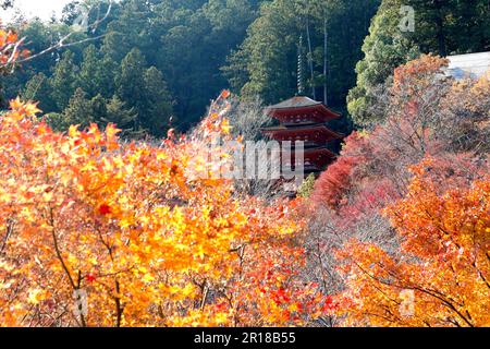Fünfstöckige Pagode mit Blick auf die Herbstblätter des Hasedera-Tempels Stockfoto