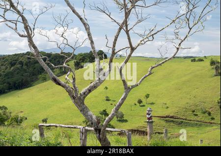 Ein moosbedeckter Baum, wunderschöne Landschaft von der Straße aus auf fruchtbarem Ackerland rund um Malanda in den Atherton Tablelands in Queensland, Australien. Stockfoto