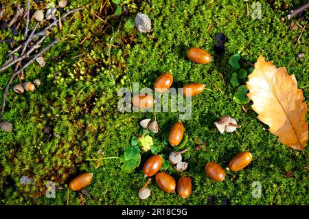 Herbstlandschaft in Japan Stockfoto