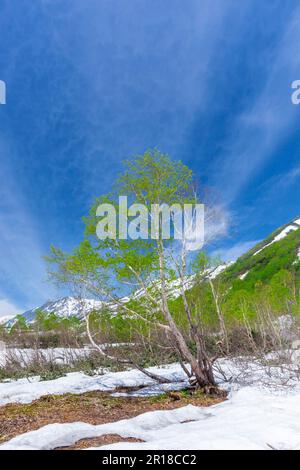 Die Berge von Hakuba erstrecken sich vom Tsugaike Natural Park mit anhaltendem Schnee Stockfoto