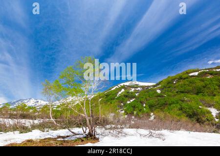 Die Berge von Hakuba erstrecken sich vom Tsugaike Natural Park mit anhaltendem Schnee Stockfoto