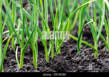 Nahaufnahme von neuem Wachstum von grünem Knoblauch Stockfoto