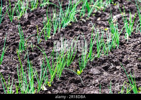 Organische grüne Zwiebelreihen in dunklem Boden Stockfoto