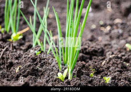 Nahaufnahme biologischer Frühlingszwiebelreihen in dunklem Tschernozem-Boden Stockfoto