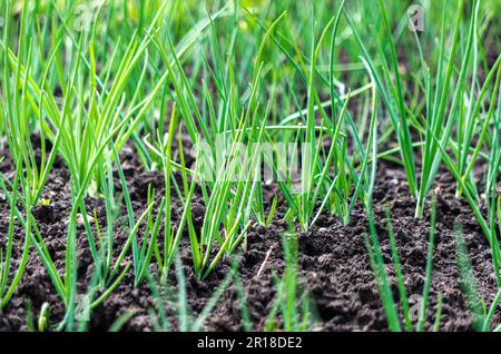 Organische grüne Zwiebelreihen im dunklen Bodengarten Stockfoto